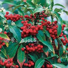 չ滮